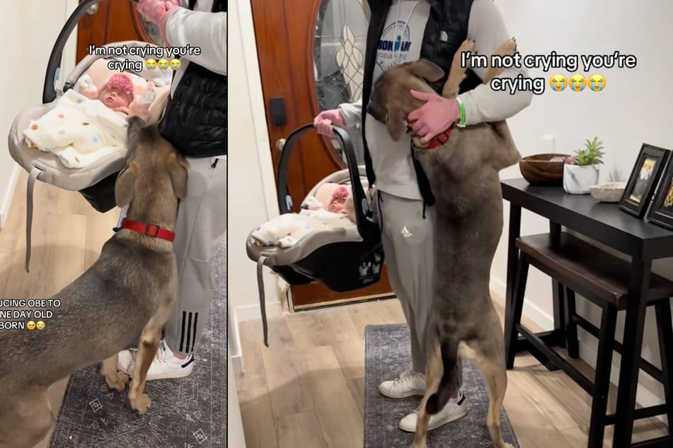 Samantha Shanetelle was worried about how her dog Obe might react to his newborn sister.