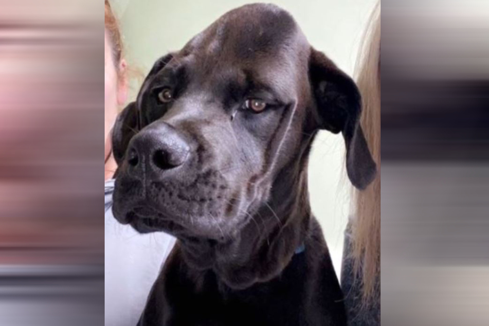Poor dog: what had happened to him here?