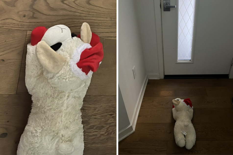 This husky's obsession with his Lambchop is adorable!