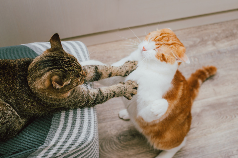 To recognize bullying among cats, you should observe them closely.