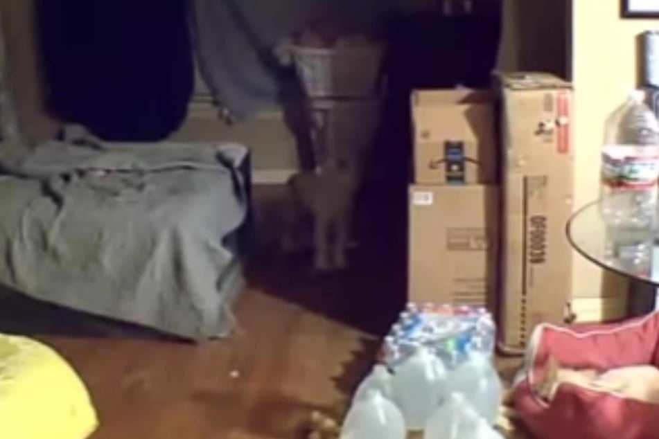 The dog's howling broke his owner's heart.