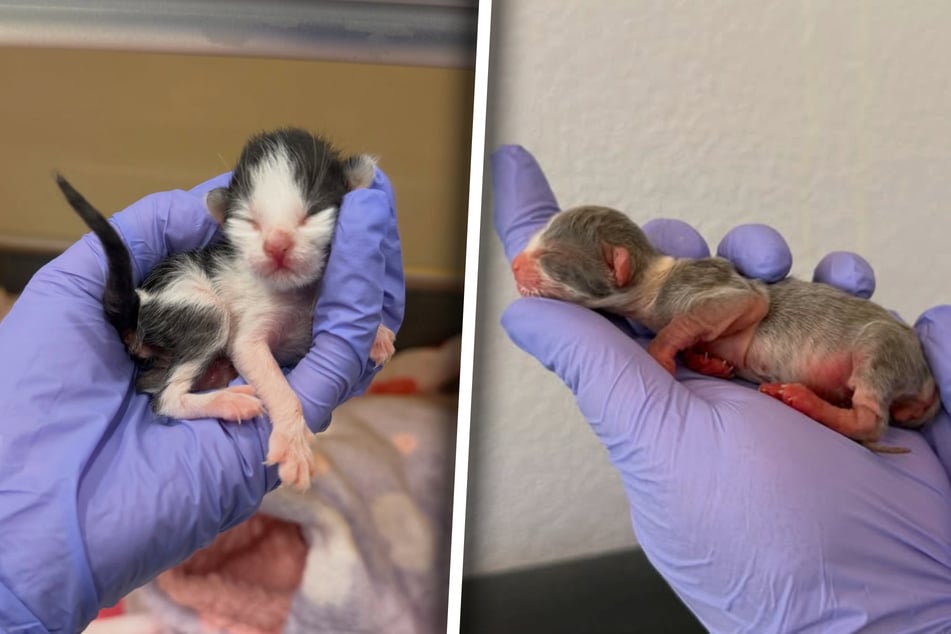 Cat lover races to save two premature kittens – today they're unrecognizable!