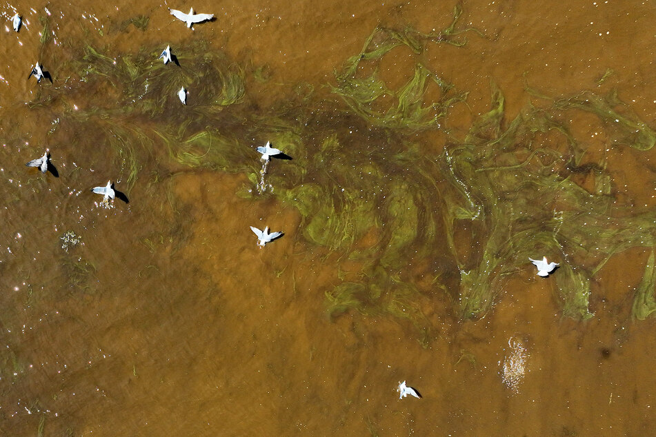On the coast of California there are often problems due to the proliferation of algae.