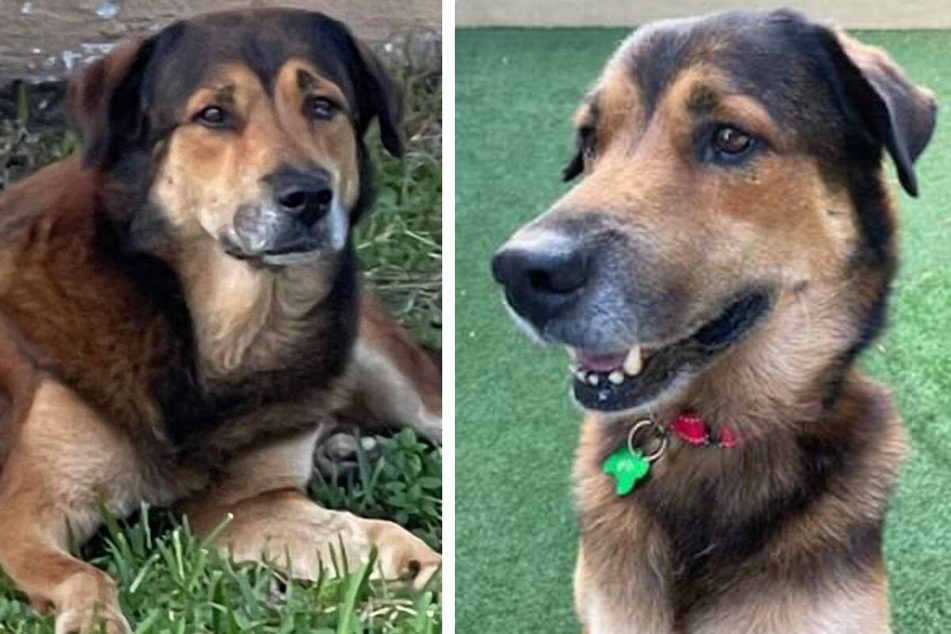 Dog stands guard for a month and looks for somebody to love