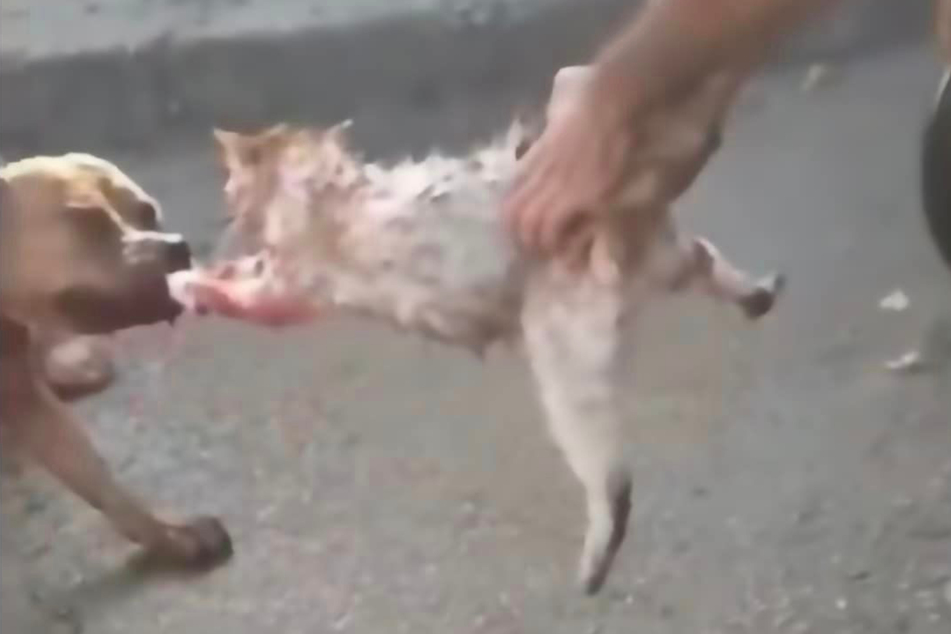 A photo shows bystanders pulling the cat away from the attacking dog.