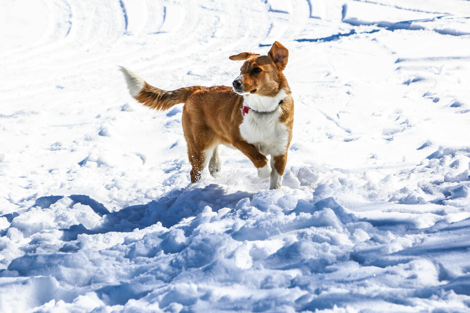 Not every dog tail is created equal, neither in length nor breadth.