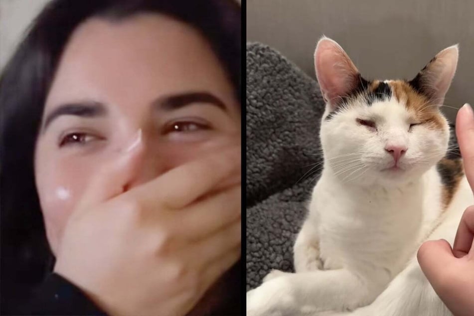 Cat owner wonders what her blind kitty is up to at home: the shocking pet cam footage blows her mind!