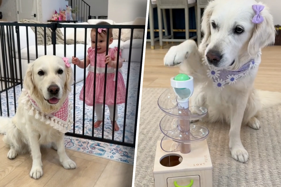 Golden retriever and baby compete in adorable TikTok tests!