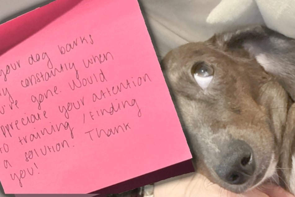 Neighbor accuses dog of being naughty – then her owner sees the hysterical evidence!