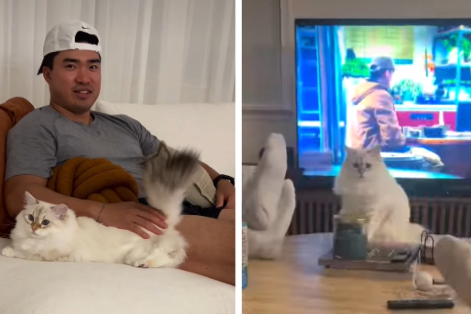Cat's cold "betrayal" of her owner gets millions laughing on Instagram