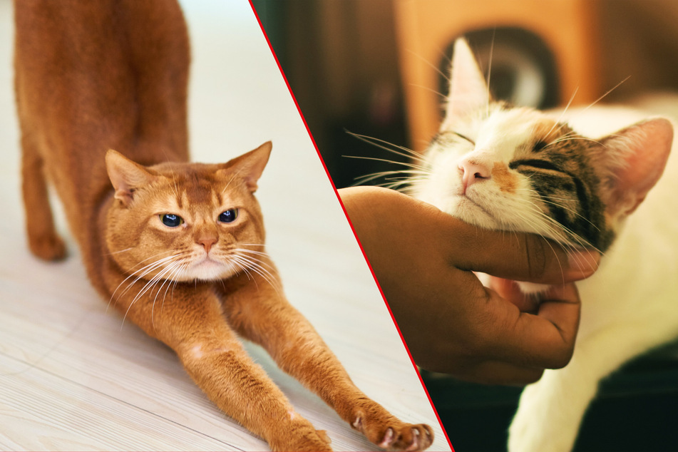 Cats are incredibly selfish animals, and will always prioritize their wants over your sleep.
