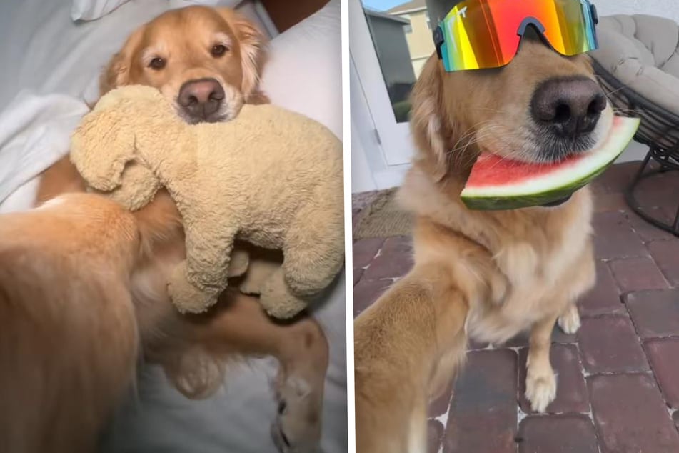 Donut the dog shows off an adorable day in the life in this viral TikTok video, delighting countless users!