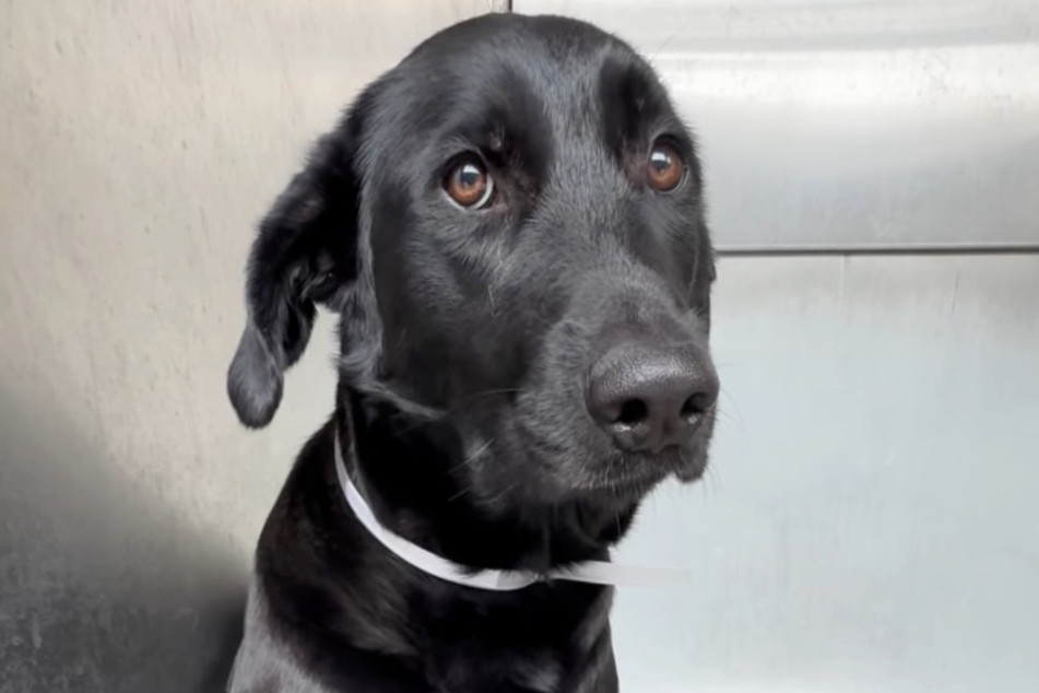 Mila's ears drooped and she looked sad as she was locked in her kennel.