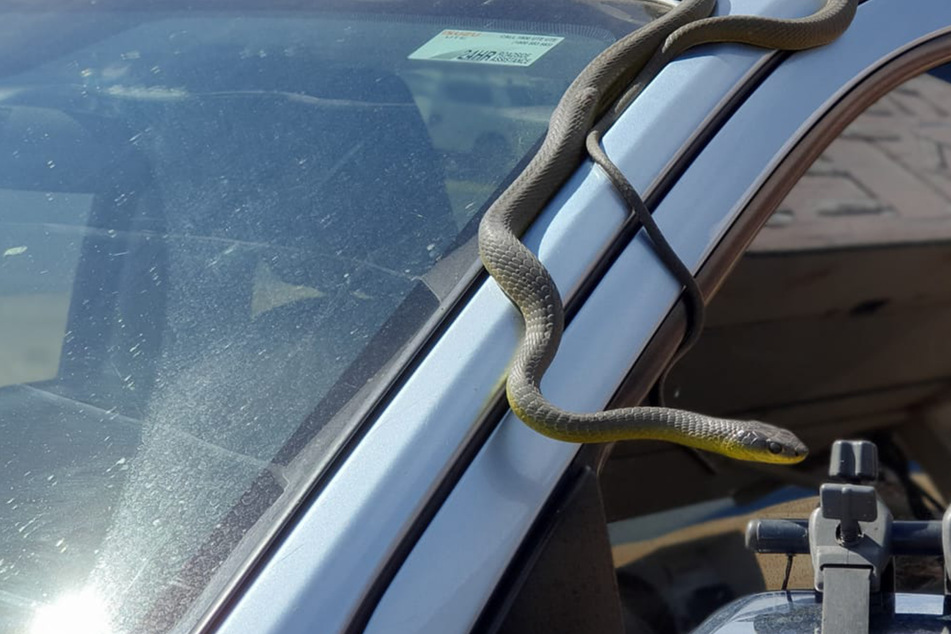 Australian family joined by a creepy hitchhiker on their road trip!