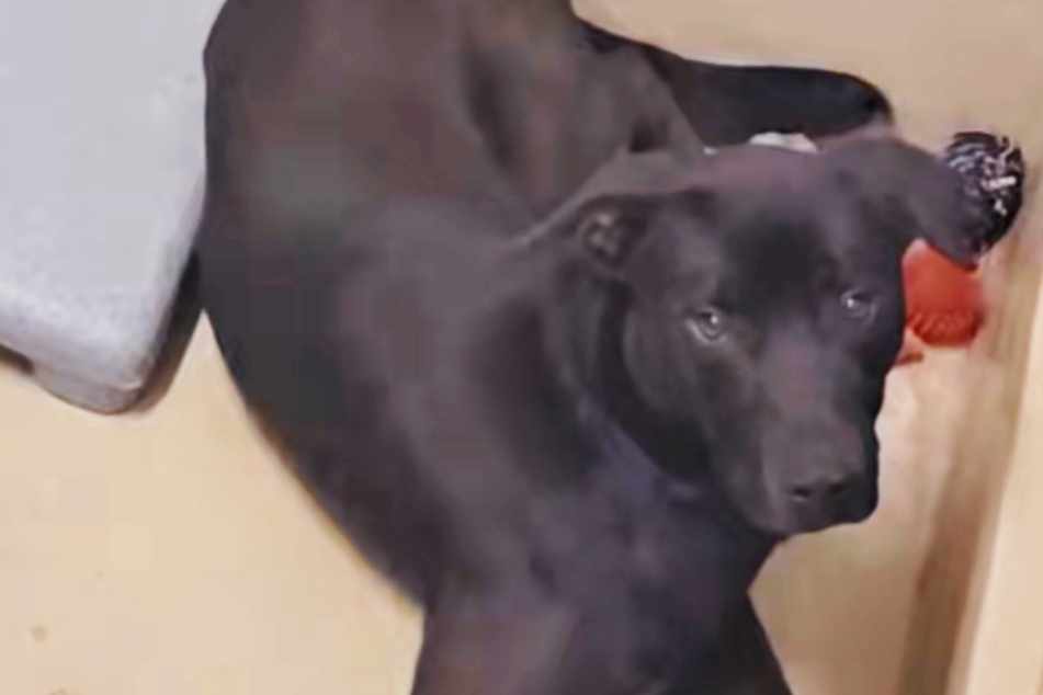 Two failed adoptions and life at the shelter traumatized this poor abandoned dog in Kansas.