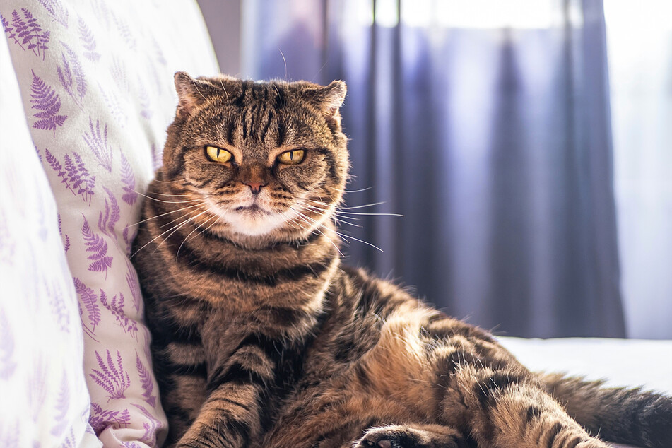 Does any cat have cuter ears than the Scottish fold? We think not!