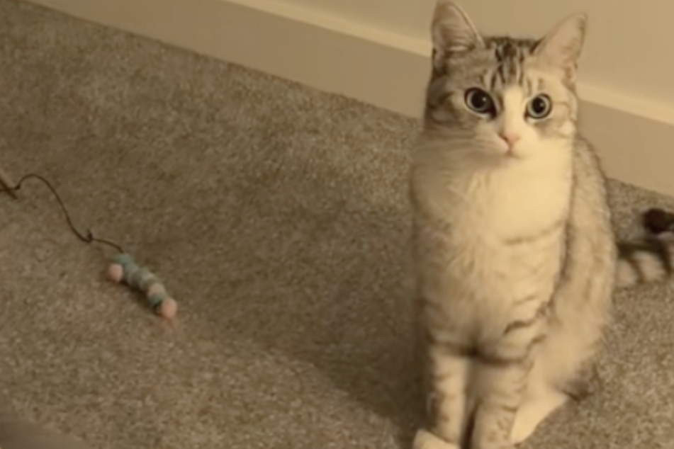 Cat jumps into action after she hears owner crying: "i'm here to save u momma dont worry!"