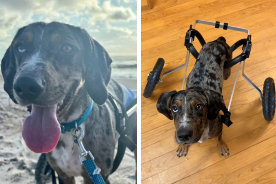 Disabled dog saved from being euthanized thanks to vet's heartwarming solution!