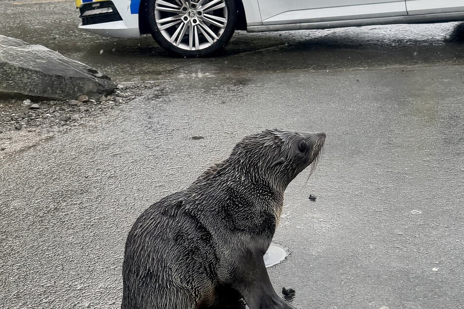 New Zealand police help adorable, confused seal pup cross the road