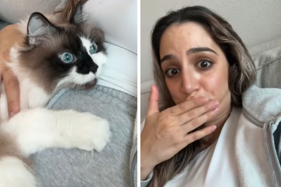 Pregnant cat owner shares pets' dramatic reactions to baby's kick