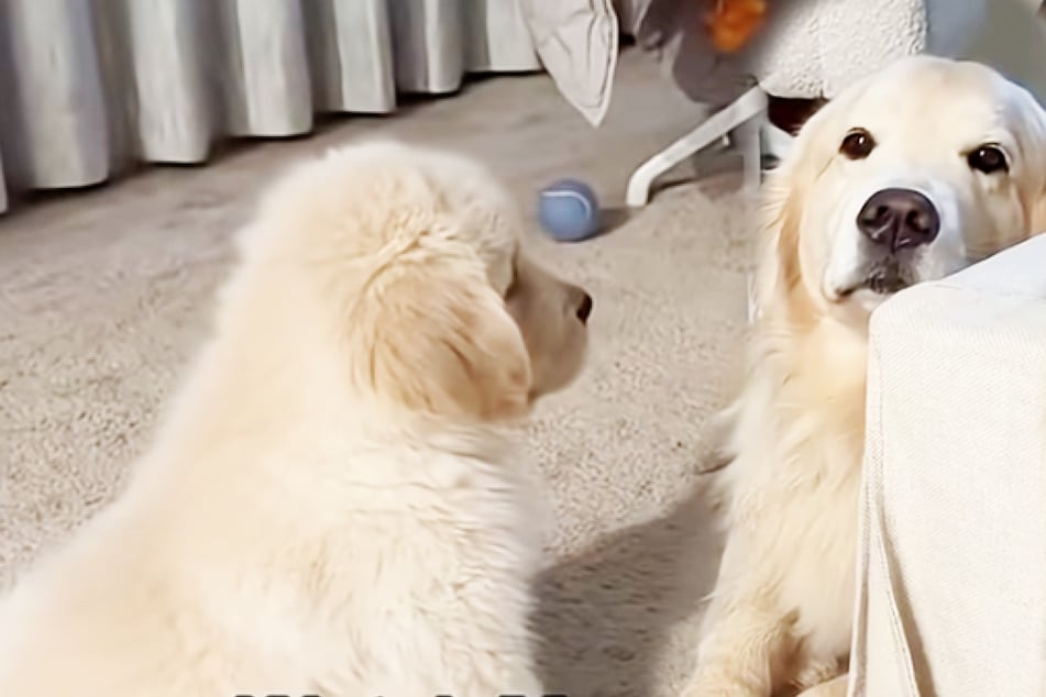 Golden Retriever wants nothing to do with new puppy – but what the little one does melt hearts!