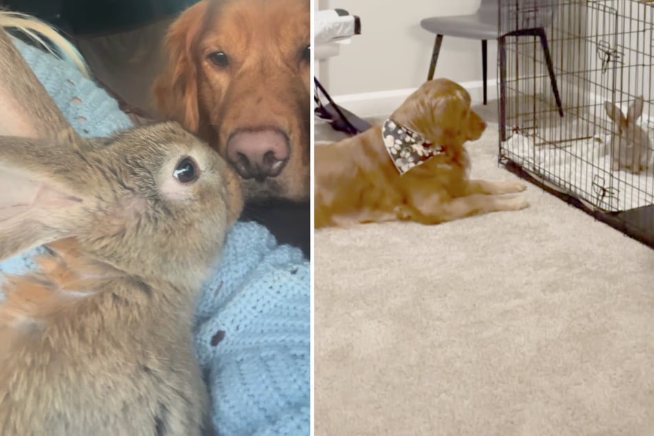 Three years ago, a giant rabbit became a huge part of this Golden Retriever's life. Luckily, the two critters are now besties.
