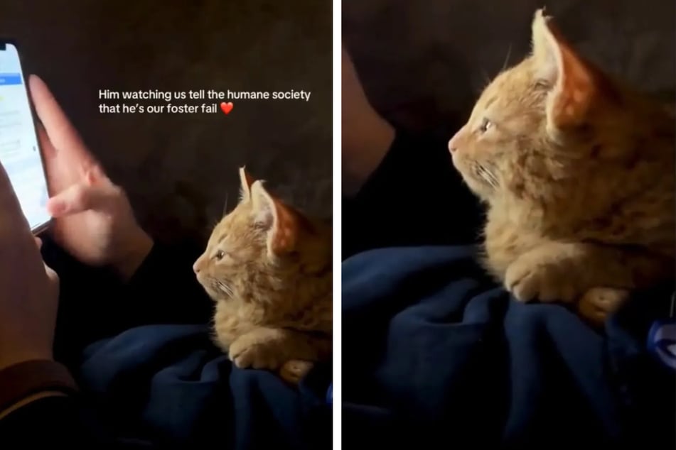 Cat becomes a "foster fail" in adorable viral video, and it's easy to see why