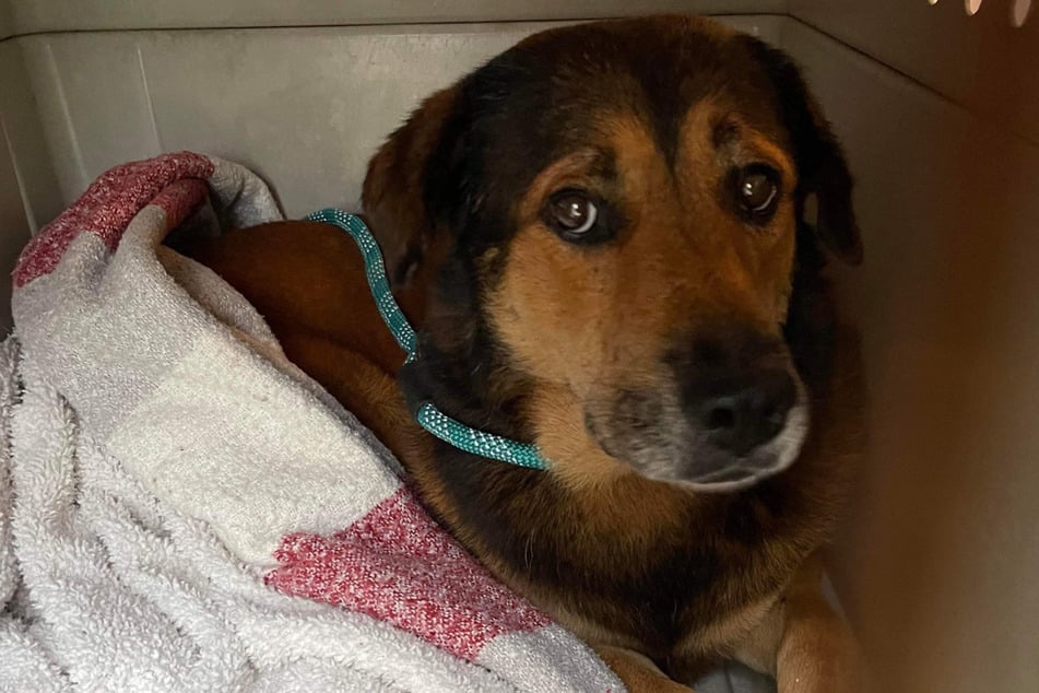 This loyal dog is looking for a new home and family to love.