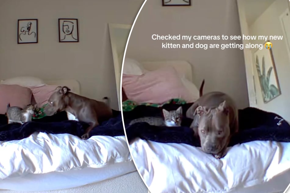 Dog and kitten are left home alone – and adorable chaos quickly ensues!