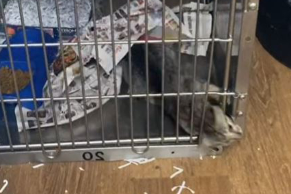 Rescue cat stuns TikTok with impossible cage escape