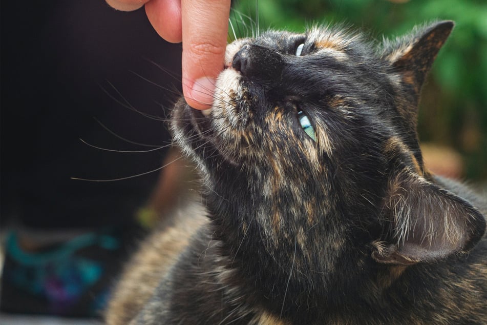 Why does my cat bite my feet and fingers?