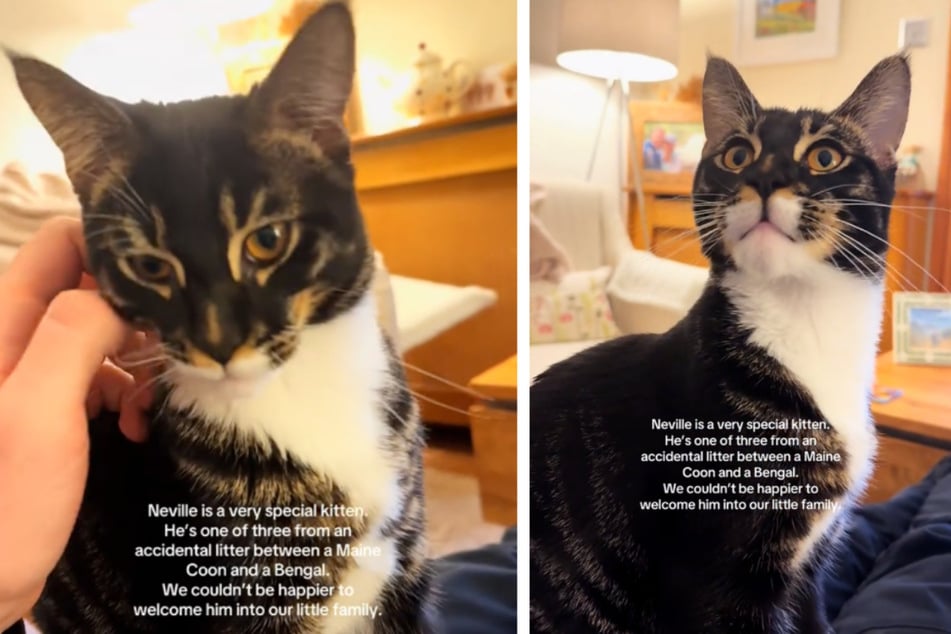 The cat is the result of an unusual crossbreed mix, and he looks downright otherworldly.