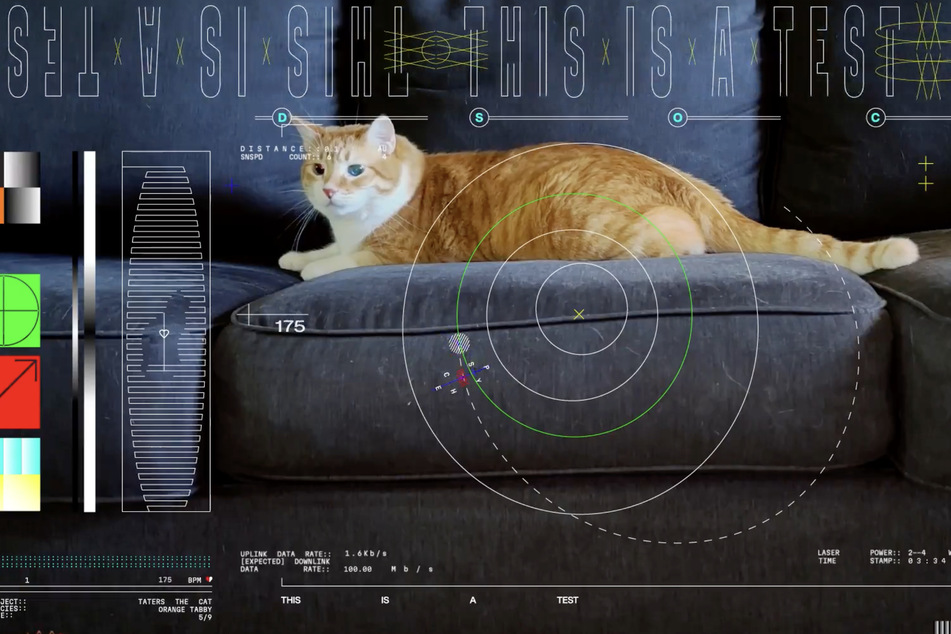 Taters the cat starred in NASA's experiment, which involved using a laser communication system to send a video back to Earth from deep space.