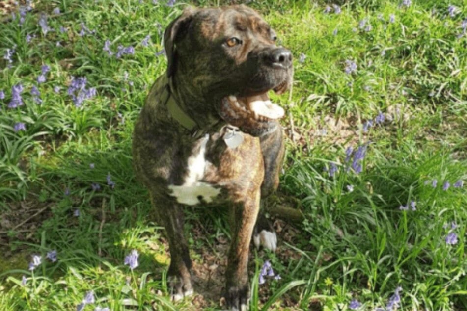 Mazikine is on the mend and can now continue to enjoy time with her owners.