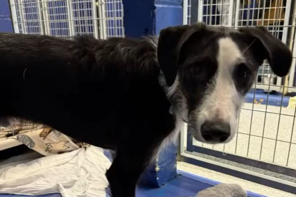 Prince the dog is back at the Pawsafe Animal Rescue after a previous adopter returned him.