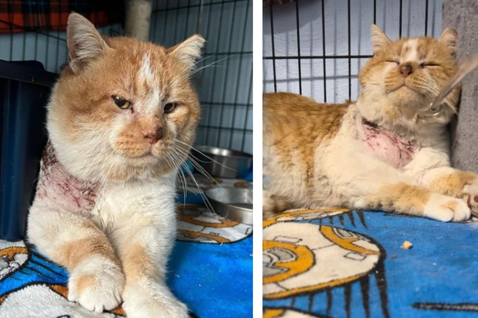 The animal organization's followers choose to dub this cat "Waffle."