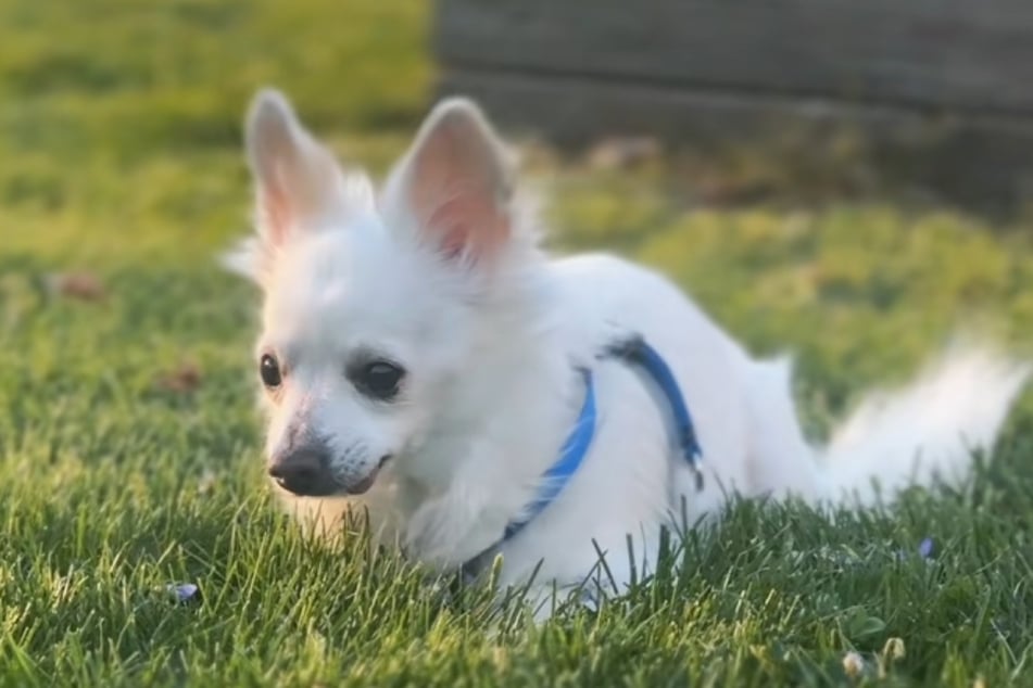 Peep the dog was a loyal companion to his family for years, but it ended bitterly for him.