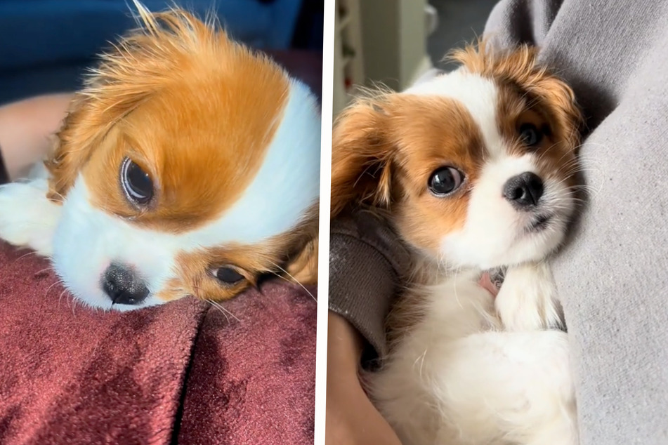 Pampered puppy dog thinks she's a human baby in precious viral footage