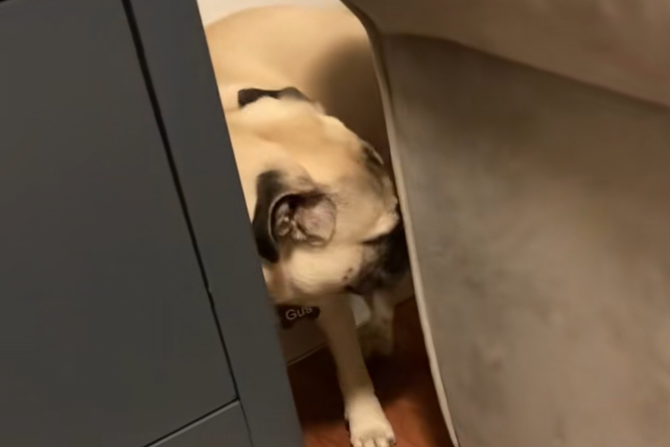 Fortunately, Gus the dog's frustration did not last long.
