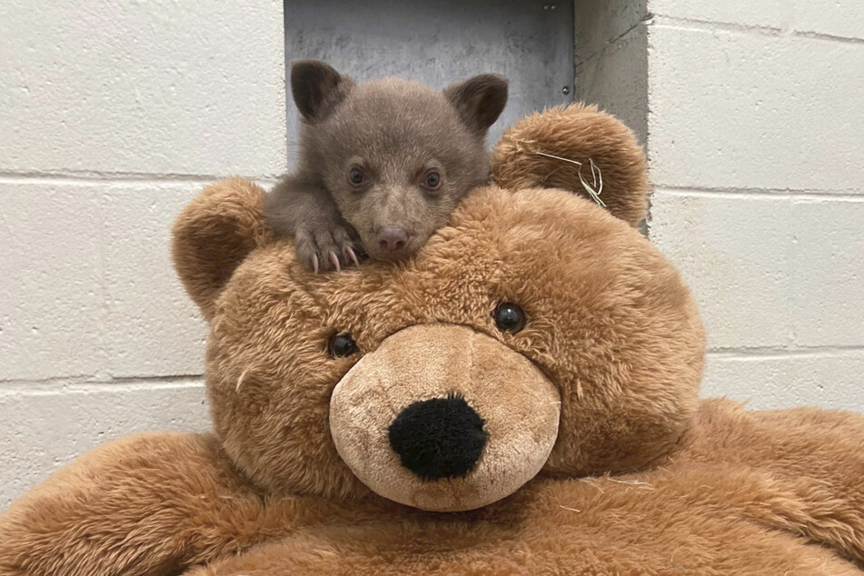 The little black bear baby's new favorite cuddly toy quickly became obvious.