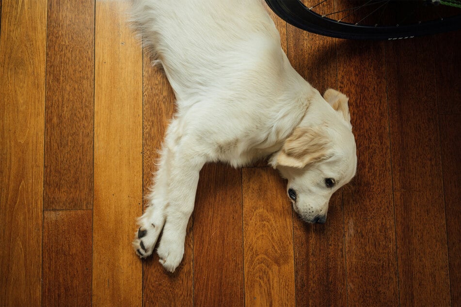 Few dog coats are as luscious and beautiful as those which are blonde.