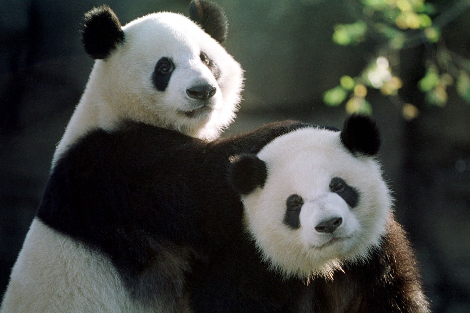 Yang Yang (l.) and Lun Lun play together at the Zoo Atlanta in Georgia on November 18, 1999.