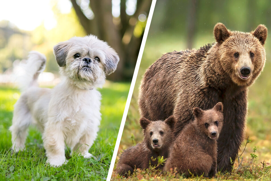 Bodhi the Shih Tzu was not injured by any of the bears, yet his owner sustained injuries (stock image).