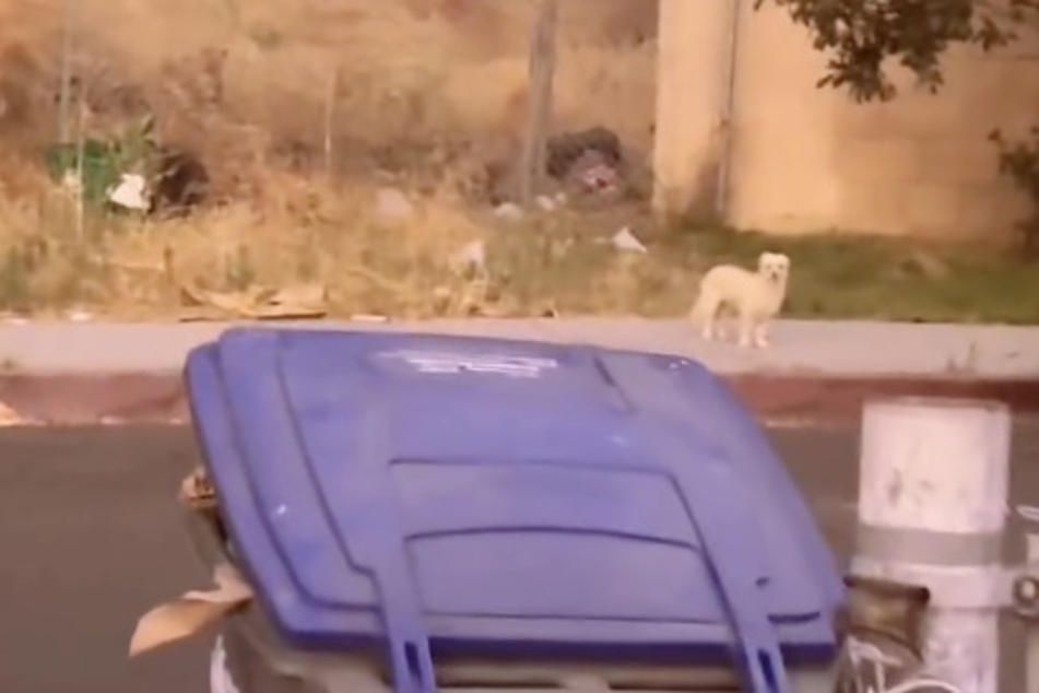 Lost dog who jumped out of window gets happy ending in amazing stroke of luck!