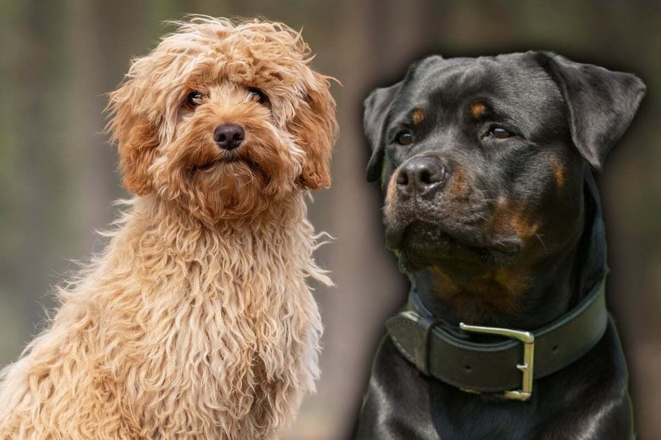 What is a Rottie Poo? Rottweiler and Poodle mixed-breed puppies are really something special!