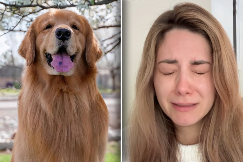 Golden Retriever dog Tucker is dead. His owner, Courtney Budzyn, weeps bitter tears.