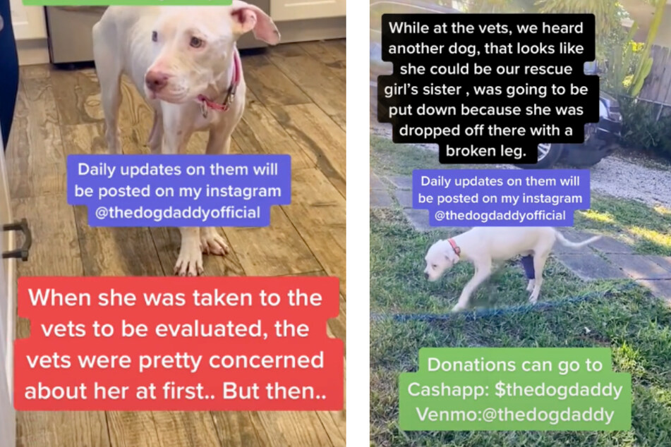 Luckily, these two dogs were found by a true animal lover.