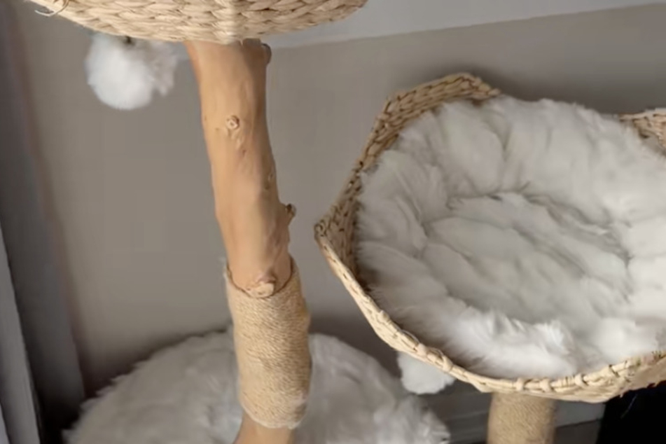 Teddy the cat recently seemed to disappear from the face of the earth.