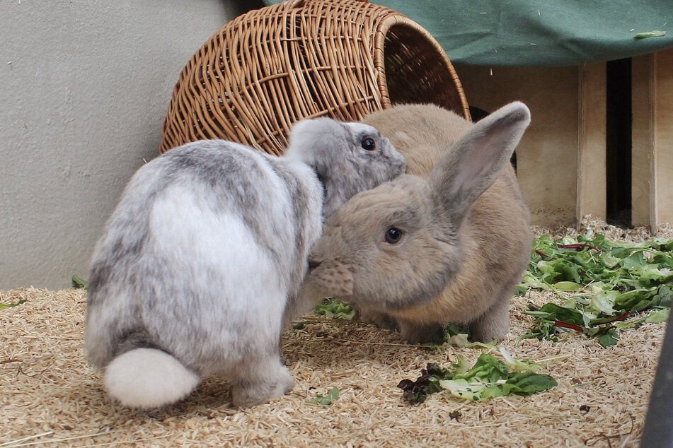 Rabbits Peter Fox (r.) and Rosalie are the cutest cuddly duo.