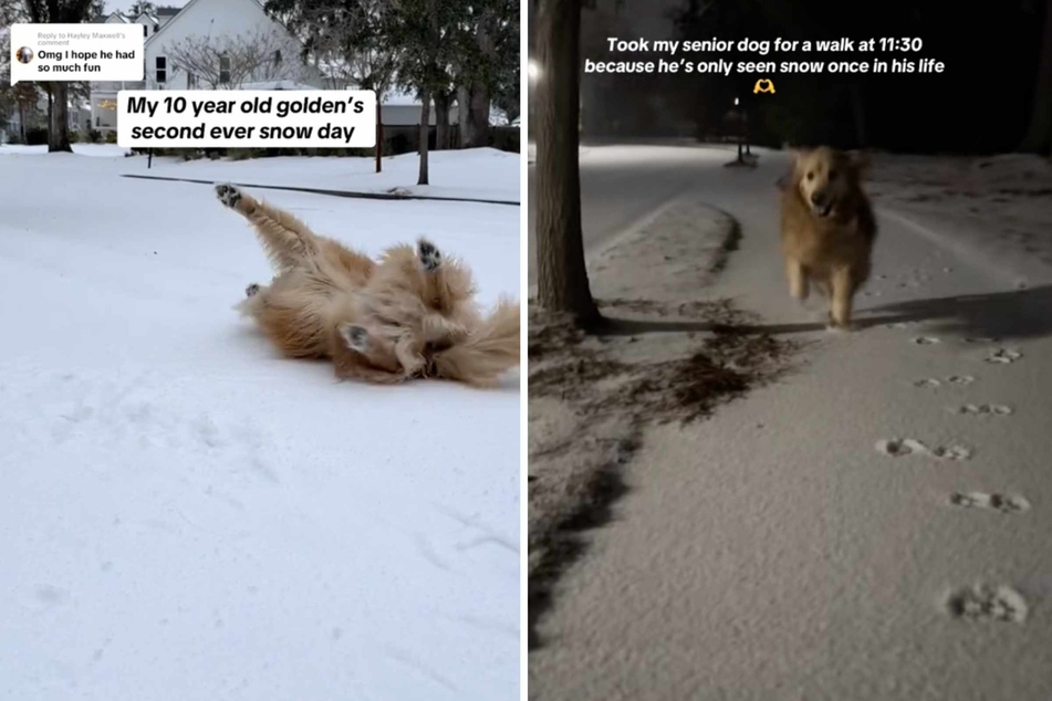 Full of joy, the four-legged friend jumped along the road, rolled around in the snow, wagged his tail, and beamed from ear to ear.